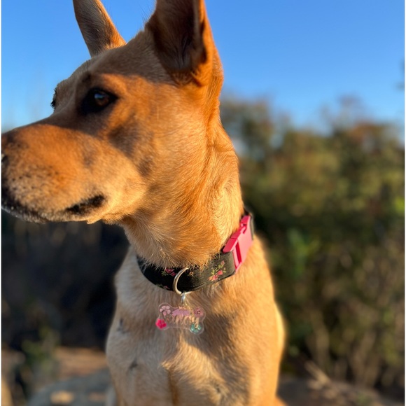 🐾 Resin Dog Tags 🐶 - Picture 12 of 15